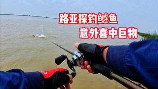 路亚探钓鳡鱼 意外喜中巨物