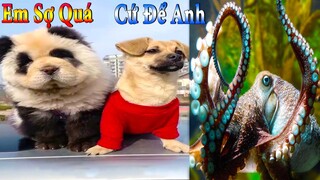 Dương KC | Bông Bé Bỏng Ham Ăn #19 | chó thông minh vui nhộn | funny cute smart dog pets Thú Cưng TV