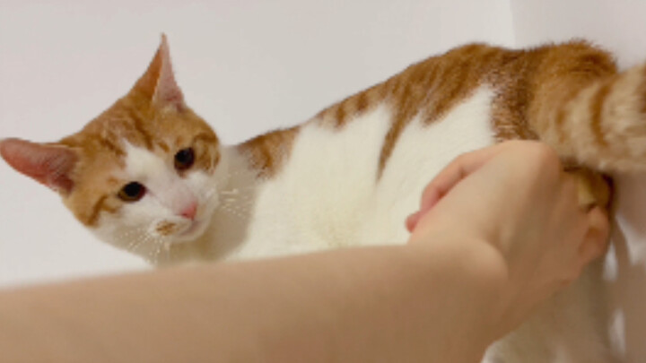 Some cats have really big eggs on their butts.