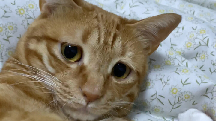 Menjaga kucing