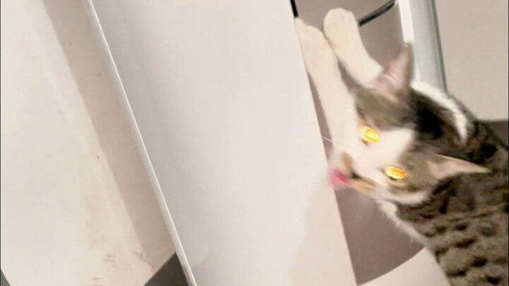 Mèo con không chuyên vui lòng thực hiện dưới sự hướng dẫn.