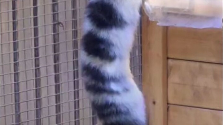 ذيل النمر الثلجي متعدد الوظائف للغاية!