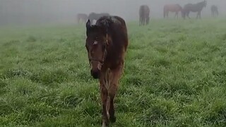 The little horse, dampened by the fog, comes to nuzzle you.