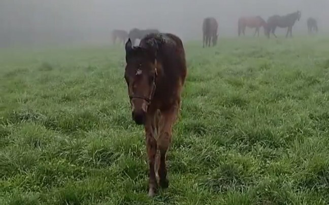 Chú ngựa nhỏ bị sương mù làm ướt đang đến dụi dụi bạn