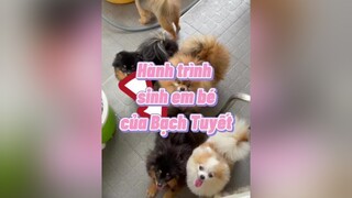 Quà tung thuuu phocsoc thucung pomeranian dongvat