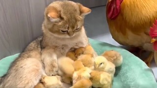 【動物迷惑行為大賞152】