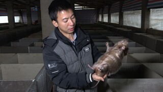 Huanong Brothers: Feeding bamboo rats some corn kernels when it's cold, and found a very aggressive 