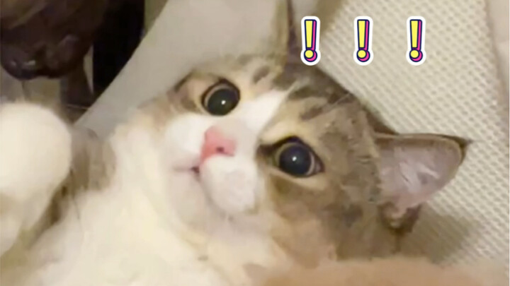 Vì vậy, mèo con nhất định phải được nuôi tách riêng với mèo lớn.