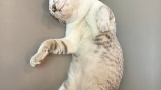 Catto🐾