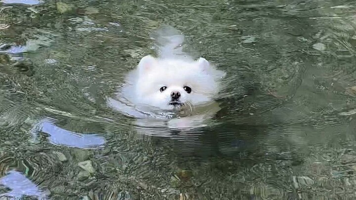 A sea dog in the creek? What a thrill!