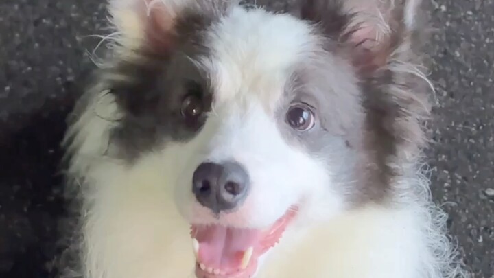 Perhaps you’ve seen a Border Collie repay a kindness?