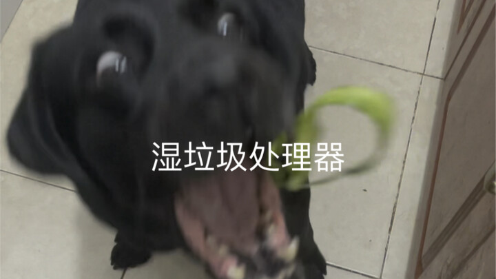 湿垃圾处理器，今天我爱养狗