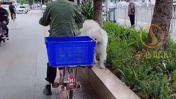 ซามอยด์: ดูสิ ฉันไม่ได้อ้วนนะ! แต่ขนของฉันต่างหากที่ทำให้ฉันดูแข็งแรง
