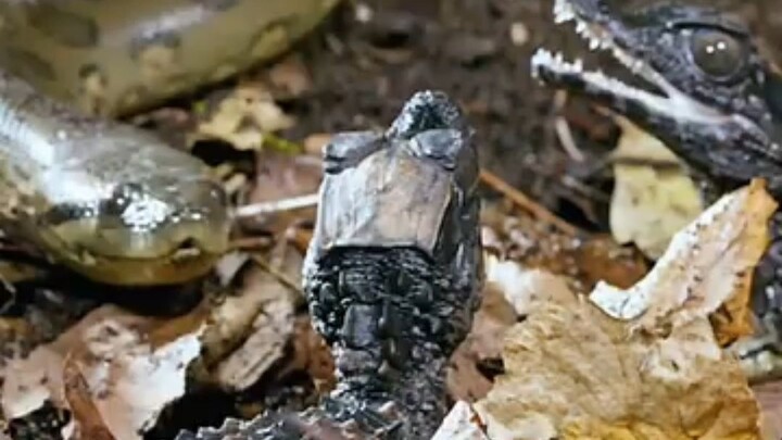 baby cayman vs. anaconda