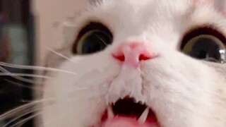 Little kitty! What are you barking at the dog?