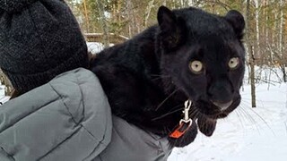 Báo đen chơi vui quá không chịu về nhà thì phải làm sao