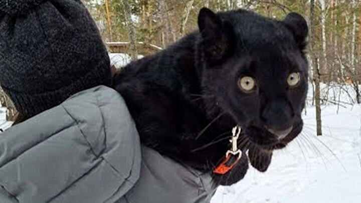 What should we do if Black Panther gets so carried away playing that he doesn't want to go home?