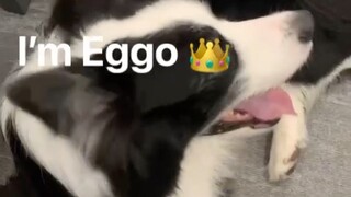 Eggo