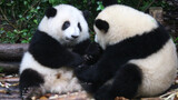 [Panda] Eating bamboo