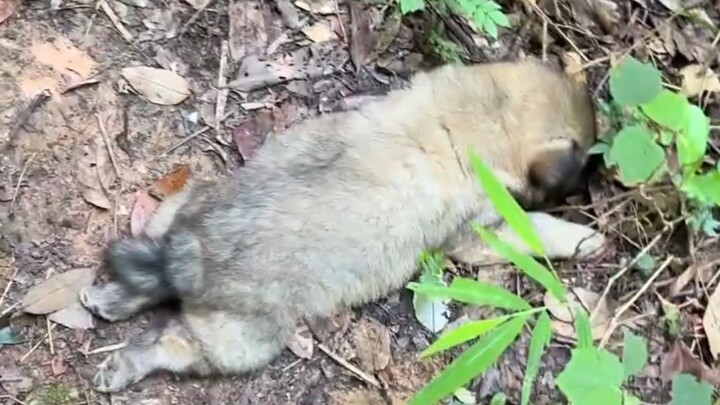 ลูกหมาแบตใกล้หมดแล้ว!