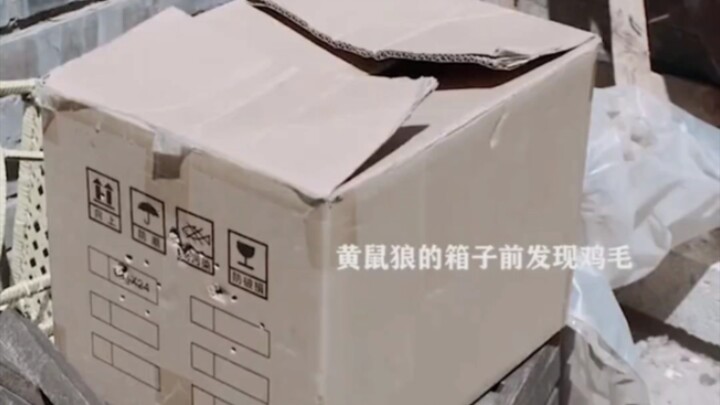 Never chase away a weasel if you run into one!