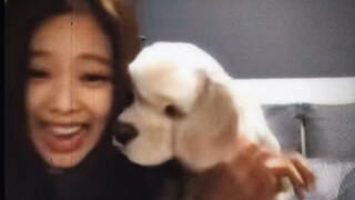 [Jennie dan anjingnya Kai] "Kakak, kamu pasti akan mengenaliku saat kita bertemu lagi."