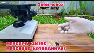 ZOOM 1000X: KOTORAN KUCING