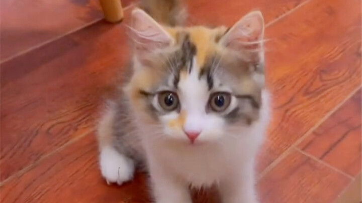 เสียงร้องของลูกแมวในแต่ละช่วงวัย