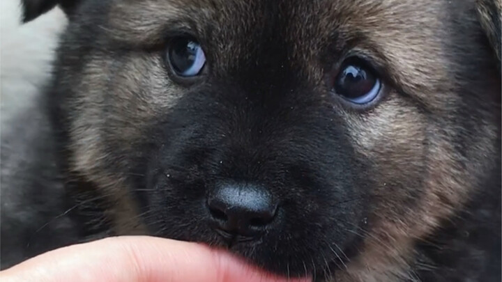 Dogs that love to eat fingers