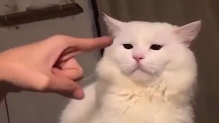 “Don’t try to guess what’s on a cat’s mind!”
