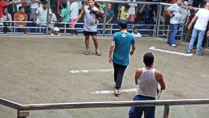 Panalo nanaman Si Bulik 3wins Na