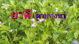 ไม่ใช่หญ้าธรรมดาซะแล้ว สรรพคุณทางยากินก็ได้ ทาก็ดีสาปแร้งสาปกา/โดยฮอยไทยอีสาน