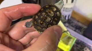 【Pet】Fungus On My Texas Diamondback Terrapin