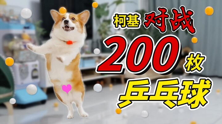 ปล่อยลูกปิงปอง 200 ลูกพร้อมกัน ค็อกเกอร์สแปเนียลขี้เล่นถึงกับงงไปเลยทันที【ดูบี้ขาสั้น】