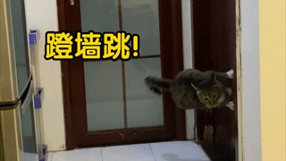Khi bạn có một con mèo vằn và cửa phòng tắm không được khóa