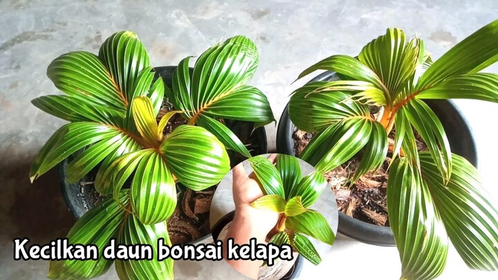 KECILKAN DAUN BONSAI KELAPA DAN MENJAGA AGAR TETAP KECIL