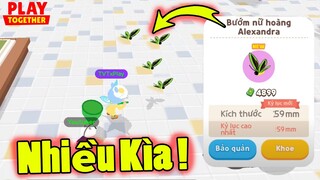 TVT Bất Ngờ Phát Hiện Thời Gian vs Vị Trí Xuất Hiện Bướm Phượng Hoàng Siêu Nhiều | Play Together