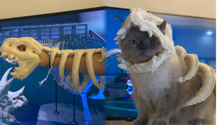 Đây chính là "Chuột máy bay" trong truyền thuyết