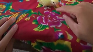 Một chiếc lồng mới đã tới...