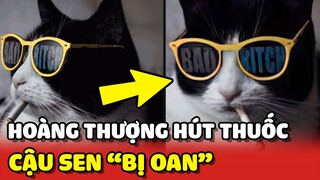 Bằng chứng cho thấy loài Mèo biết HÚT THUỐC 😂 | Yêu Lu