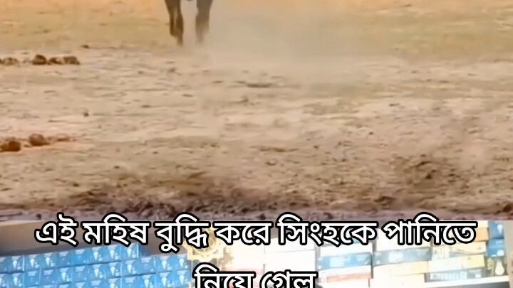 এই সিংহটি এই মুষটিকে আক্রমণ করেছেন এই মুষ্টি বুদ্ধি করে কুমিরের সাথে বিরত হলে