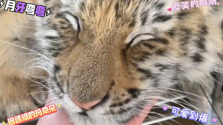 When is Macchiato the cutest? Answer: When she’s sleepy!