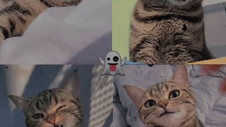 Cute kitty cat