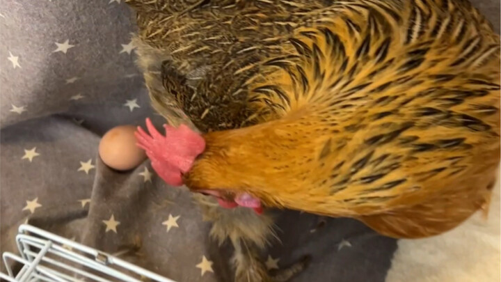Witness the Entire Process of a Chicken Laying an Egg