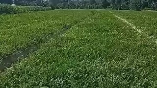 有情绪的时候问问自己，是不是又在强求不属于自己的东西了？中途下车的人很多，凡事不必耿耿于怀，若将过去抱得太紧，又怎能腾出双手拥抱未来？真正折磨你的，从来都不是任何人的绝情，而是你心存幻想的期待。很多