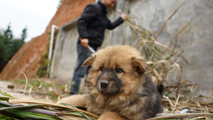 Hua Nong Brothers: Swap out the old iron gate, head to the river to plant some elephant grass, and g