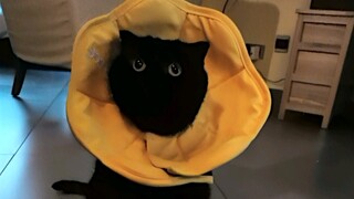 ماذا يمكن أن يكون لدى مربي الحيوانات من نوايا سيئة؟