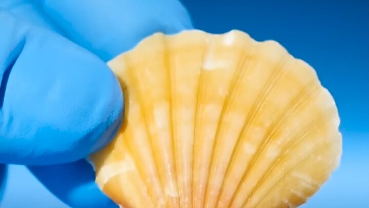 It turns out scallops have 200 eyes!