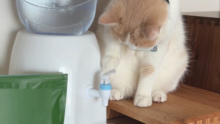 Sư phụ: Tôi sẽ không bị lừa nữa!