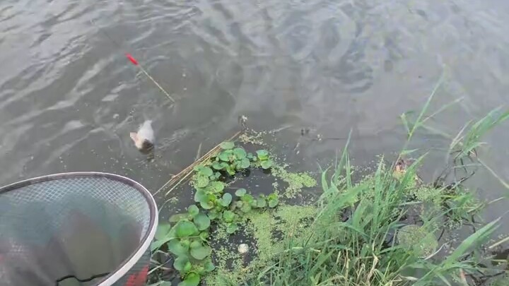 Kucing bunga pir ini sangat manis #mengangkatkucing #memancinguntukmemberikankucingmakan